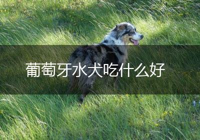 葡萄牙水犬吃什么好
