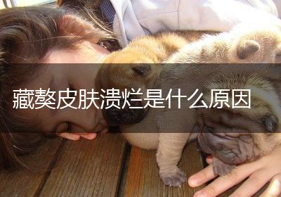 藏獒皮肤溃烂是什么原因