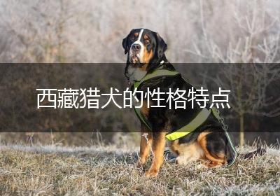 西藏猎犬的性格特点