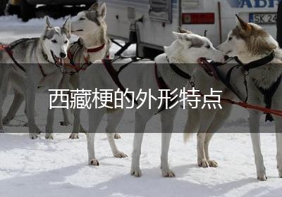 西藏梗的外形特点