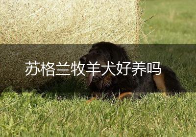 苏格兰牧羊犬好养吗
