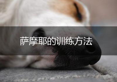 萨摩耶的训练方法