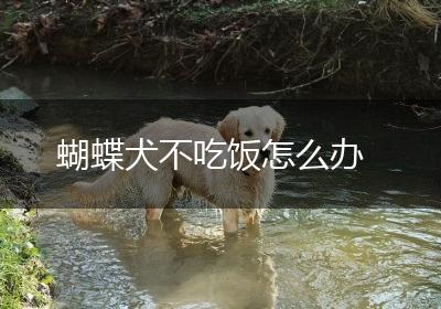 蝴蝶犬不吃饭怎么办
