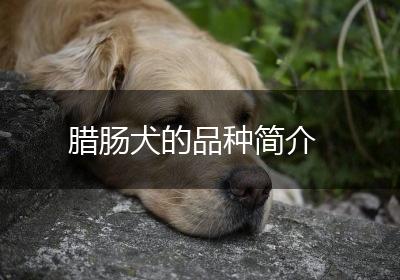腊肠犬的品种简介