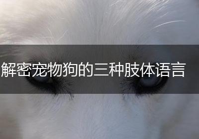 解密宠物狗的三种肢体语言