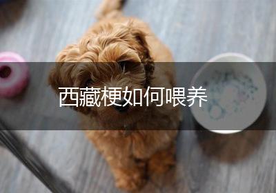 西藏梗如何喂养