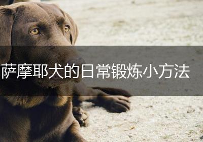 萨摩耶犬的日常锻炼小方法