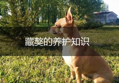 藏獒的养护知识