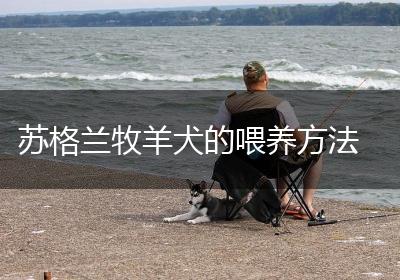 苏格兰牧羊犬的喂养方法