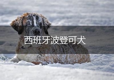 西班牙波登可犬