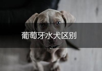 葡萄牙水犬区别