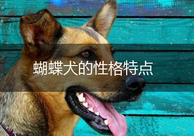 蝴蝶犬的性格特点