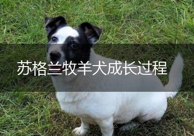 苏格兰牧羊犬成长过程