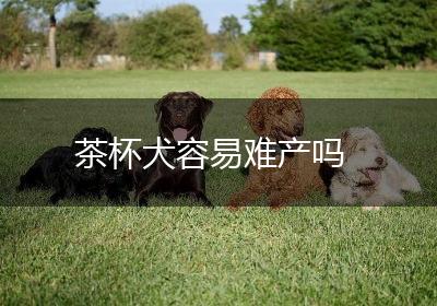 茶杯犬容易难产吗
