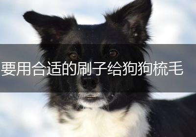 要用合适的刷子给狗狗梳毛