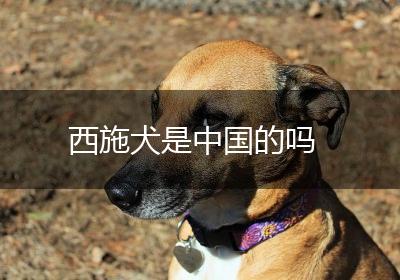 西施犬是中国的吗