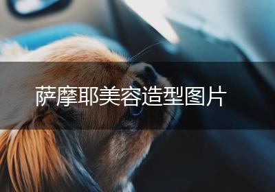萨摩耶美容造型图片