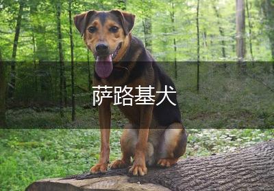 萨路基犬