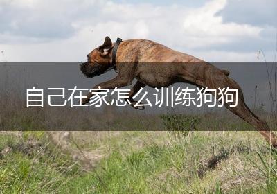 自己在家怎么训练狗狗