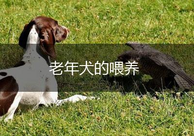 老年犬的喂养