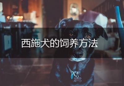 西施犬的饲养方法