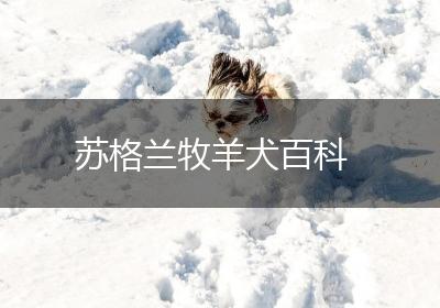 苏格兰牧羊犬百科
