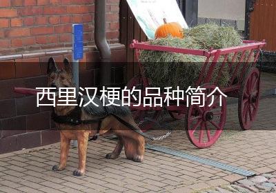 西里汉梗的品种简介