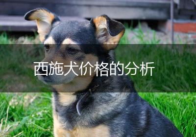 西施犬价格的分析