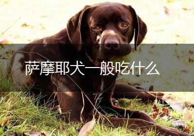 萨摩耶犬一般吃什么