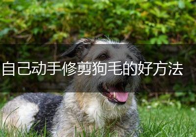 自己动手修剪狗毛的好方法