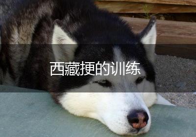 西藏挭的训练