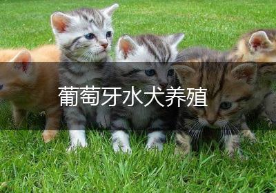 葡萄牙水犬养殖