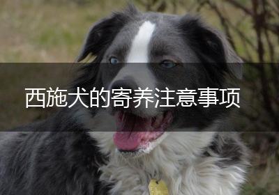 西施犬的寄养注意事项
