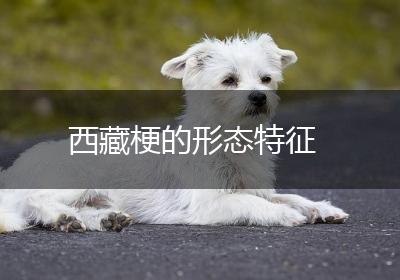 西藏梗的形态特征