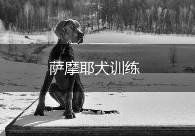 萨摩耶犬训练