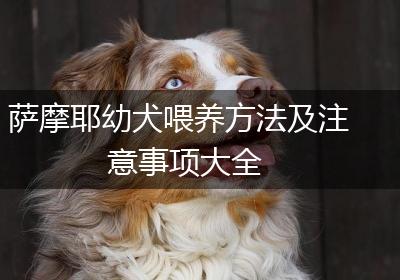 萨摩耶幼犬喂养方法及注意事项大全