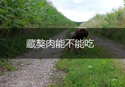 藏獒肉能不能吃