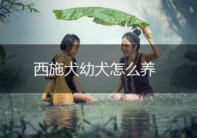 西施犬幼犬怎么养