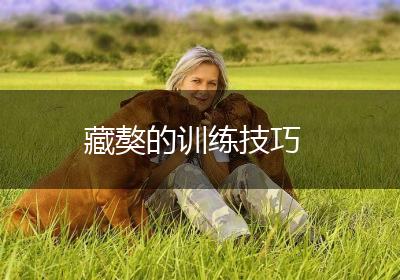 藏獒的训练技巧