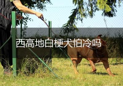西高地白梗犬怕冷吗