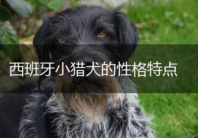 西班牙小猎犬的性格特点