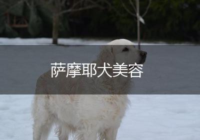 萨摩耶犬美容