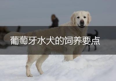 葡萄牙水犬的饲养要点