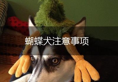 蝴蝶犬注意事项