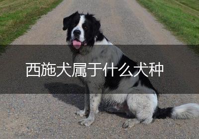 西施犬属于什么犬种