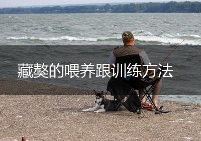 藏獒的喂养跟训练方法