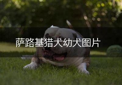 萨路基猎犬幼犬图片