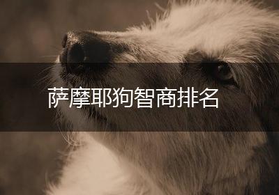 萨摩耶狗智商排名
