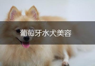 葡萄牙水犬美容