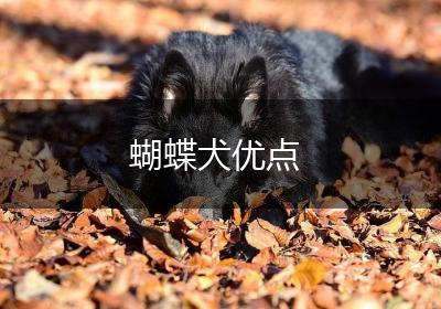 蝴蝶犬优点